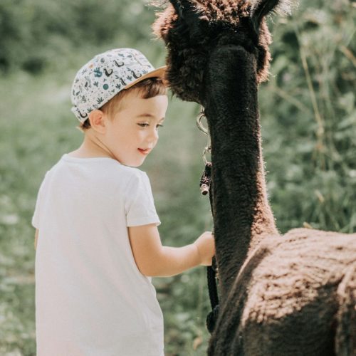 Fotoshooting mit Alpaka in Oelde - Siebenschön Photography