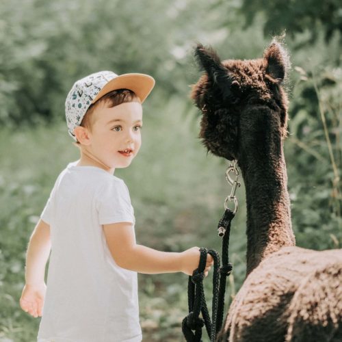 Kinderfotoshooting mit Alpakas in Rheda-Wiedenbrück - Siebenschön Photography