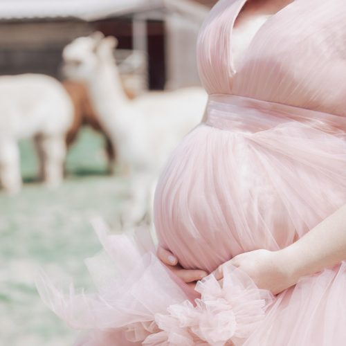 Babybauchshooting mit Alpakas in der Nähe von Ahlen - Siebenschön Photography